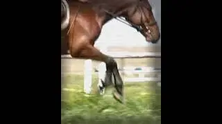 Amazing Facts of About for Jump Animal #shorts #rajvermasir #trending #facts #knowledge