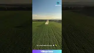 OMG, That Pilot is Flying SO LOW! 😱 This Crop Dusting is Pure SATISFACTION! #farming #aviation