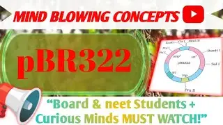pBR322 | plasmid vector | biotechnology class12 |neet UG 