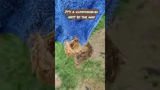 Surprise - Hummingbird Colibr&iacute; Nest in our towel