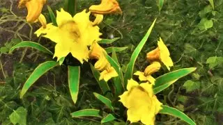 The Tale of the (Annoying) Trumpet Flowers! - Hogwarts Legacy
