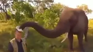 Elephant takes off man's hat and puts it on