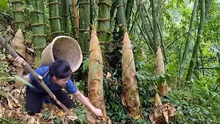 TIMELAPSE -- Harvesting GIANT Forest Wild Bamboo Shoots, Fig  Taking Care of Farm Life