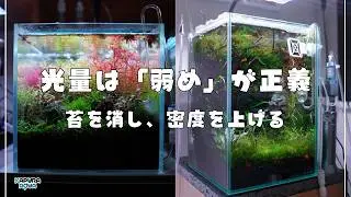 そのライト、強すぎませんか？水草をゆっくり密に育てる「光の引き算」と配光方法【アクアリウム】