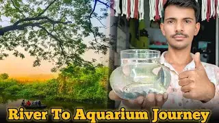 Nadini Color Full Fish Aquarium Ma Palan Kari Shakay? Fish Keeping Gujarati - Morbi Fish