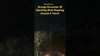 Strange Experience Of Sparkling Birds🙆🏻&zwj;♀️