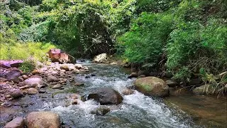 Gentle River Stream with Wind Through Trees | 11 Hours ASMR for Restful Night
