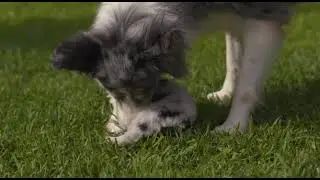 Cachorros Camada L