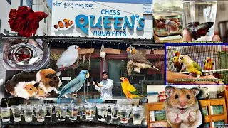 Betta Fish , Hamsters , Flowerhorn &  Bird's at Chess Queen's Aqua pets