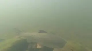 Probably the first ever footage of barbel spawning in the river irwell