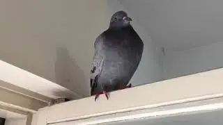 2 month old pigeon's voice changes