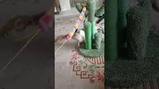 Bambooka (July 29 2024)
