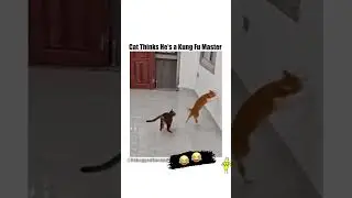Cat Thinks He's a Kung Fu Master 😂 #kungfucat