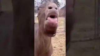 That one day #capcut #funny #groupchat #massage #goat #memes #youtube #shorts #photo #camra #friends