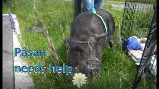 Going to the Animal Hospital