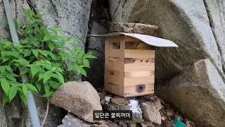 누구나 초보토종벌 통 설치 방법! 진짜 빠질수밖에 없는 토종벌초보 주목! 5호! 6호! #토종벌 #벌통 #bee