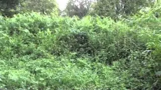 Historic Fugar Orchard Restoration Project