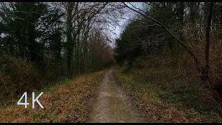 Peaceful ASMR 4K/HDR Forest Rain Walk | Relax your Mind, Cleanse the Soul