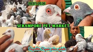 Recent pigeon price update at Serampore Pet Market on 18.01.26 #pigeon #pet #skycutter