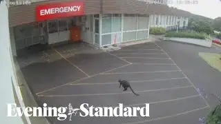 Wallaby bounces straight into a hospital in Australia