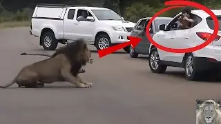 Lion Almost Attack(warn) Children Leaning out of Vehicle in Kruger National Park #lion