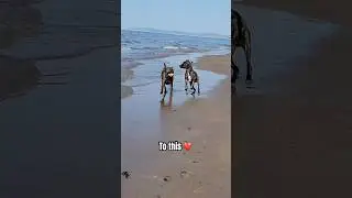 Watch rescue puppy&rsquo;s amazing transformation 🥹❤️ Only on #rescuevet #shorts