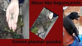 Vamos plantar quiabo//e a bagun&ccedil;a dos meus bbs