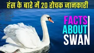 हंस से जुड़े 20 रोचक जानकारी | Facts About Swan | 20 Lines On Swan In Hindi