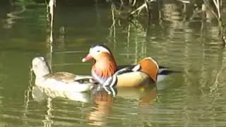 Mating Mandarin Ducks