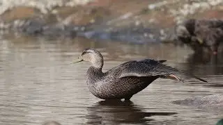 American Black Duck