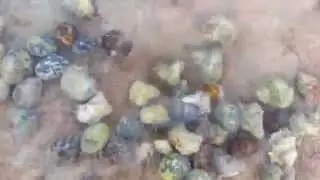 A huge number of bivalves & whelk & sea snails