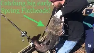 Catching big early Spring Flatheads!