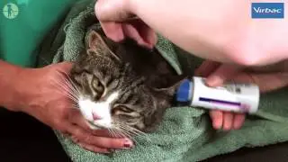 How to Clean Your Cats Ears with Virbac