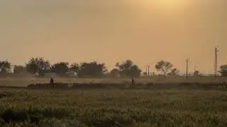Rajasthan Sheep farmers#farming #rajasthan #evening #kisan #sheepfarming #sheepfarmer #nature #viral