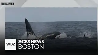 Rare killer whale sighting off Massachusetts coast