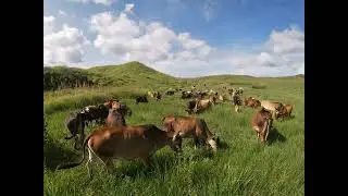 Herding Siquijor Native Cattle - Part 1