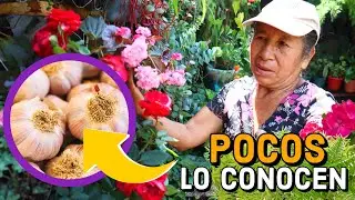 APLICA este FUNGICIDA y Insecticida CASERO con AJO para que tus PLANTAS nunca más tengan PLAGAS