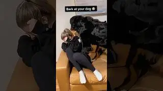My imitation of a barking dog is provocative? #funny #dog #funnydog #youtube #cutedog #usa #fyp