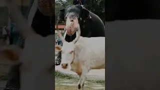 Super star Bheema ✨⚡️⚡️⚡️ #bheemaelephant #mysoredasara2025 #dasaraelephants