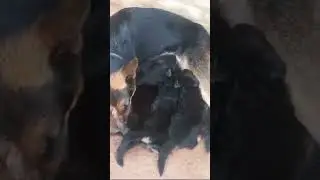 Jairry' Puppies in PG HOUSE