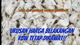 PANEN SARANG WALET PLUS PANTAU PERKEMBANGAN..#ilmuwalet 
