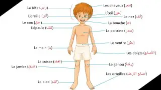 تعلم أسماء أعضاء الجسم باللغة الفرنسية و بطريقة سهلة جدا