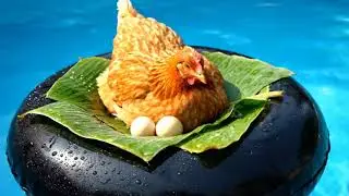 Floating Nest &ndash; Hen hatches eggs at sea