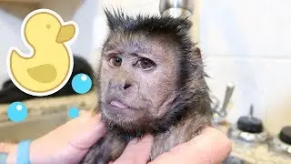 Monkey LOVES Bath Time! (RELAXING)