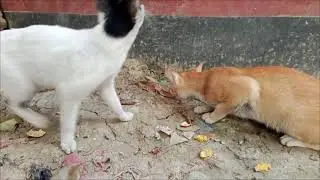 Paws and Claws: My Cats' Daily War! 😼🥊