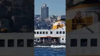 Swans of #istanbul #bosphorus #ferry