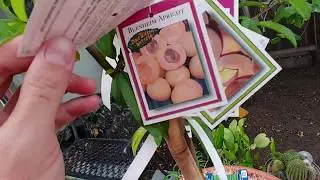 Fruit Salad Tree from SummerWinds Nursery Palo Alto