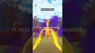 Shadow Moltres in wild |Stats | Moves | Counters | Evolution #pokemongo #legendarypokemon