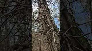 So I researched the tree's identity and discovered it is a Honey Locust Tree.