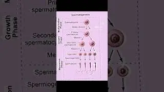 #bio #spermatogenesis #sperm